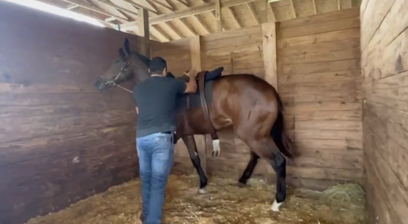 Breaking & Saddle Training