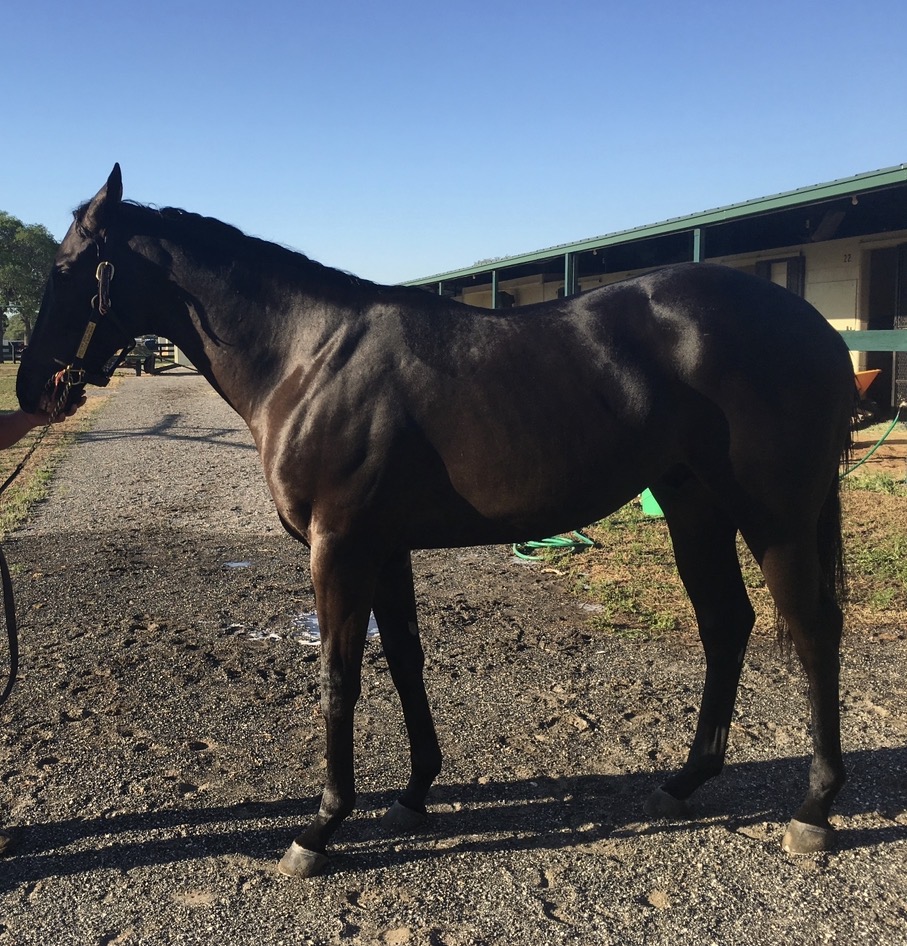 First Charger — Empire Bloodstock sales graduate