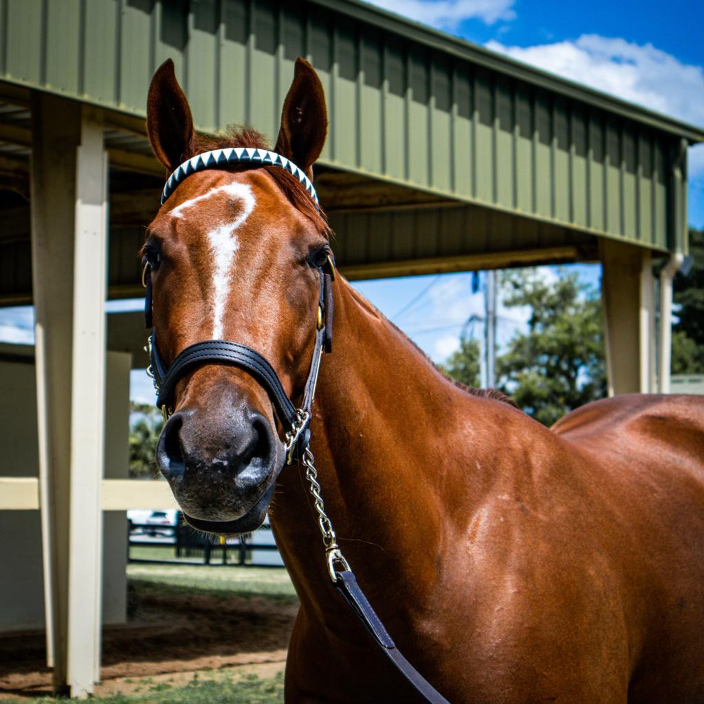 Gatita Suave — Empire Bloodstock sales graduate