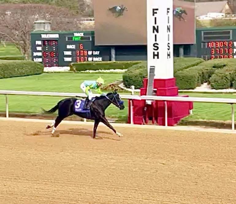 Hallowed Hall — Empire Bloodstock sales graduate
