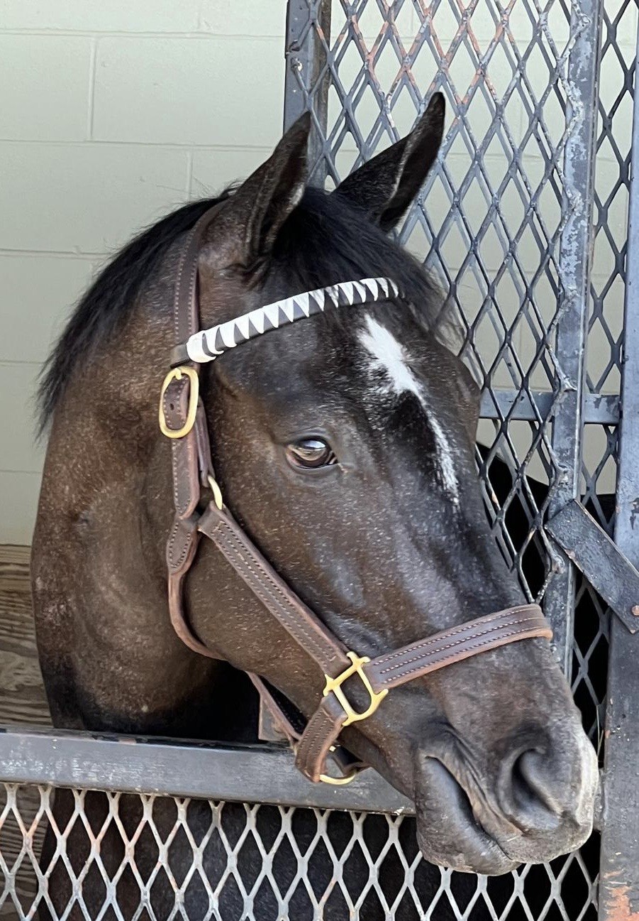 Close-up of an Empire Bloodstock horse