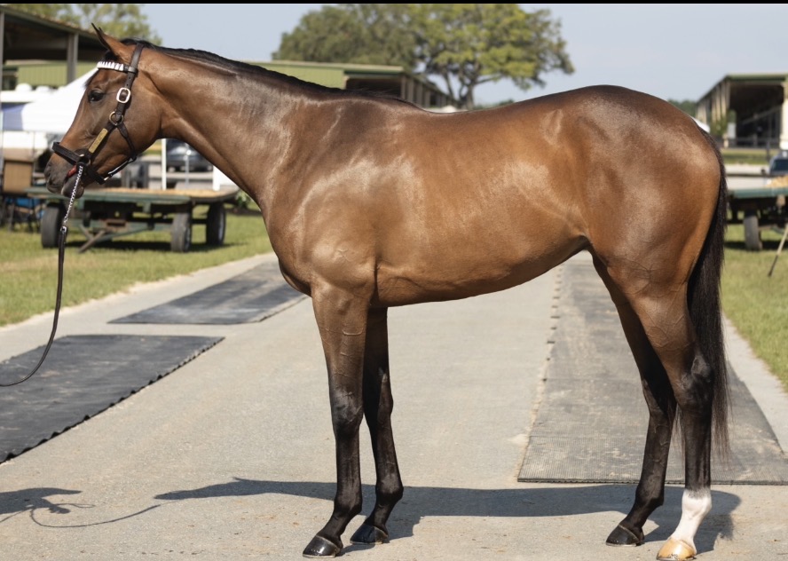 Maximus Minus — Empire Bloodstock sales graduate