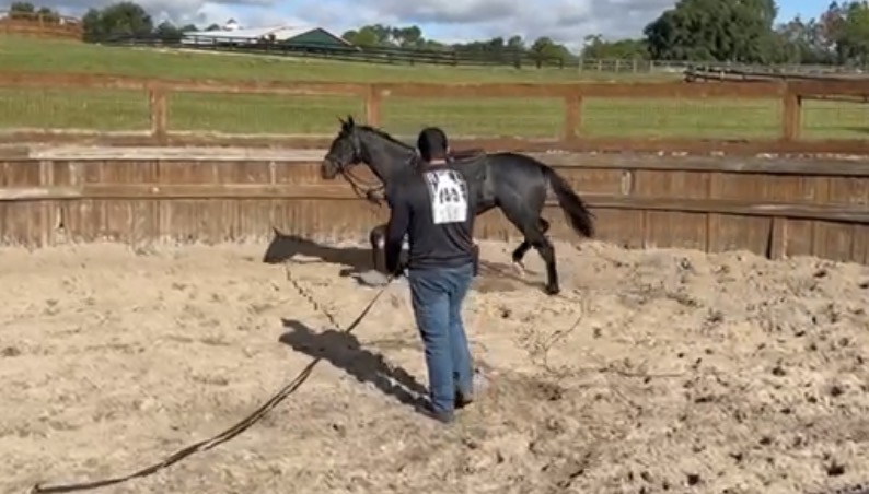 Breaking & Saddle Training