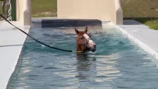 Swimming & Conditioning