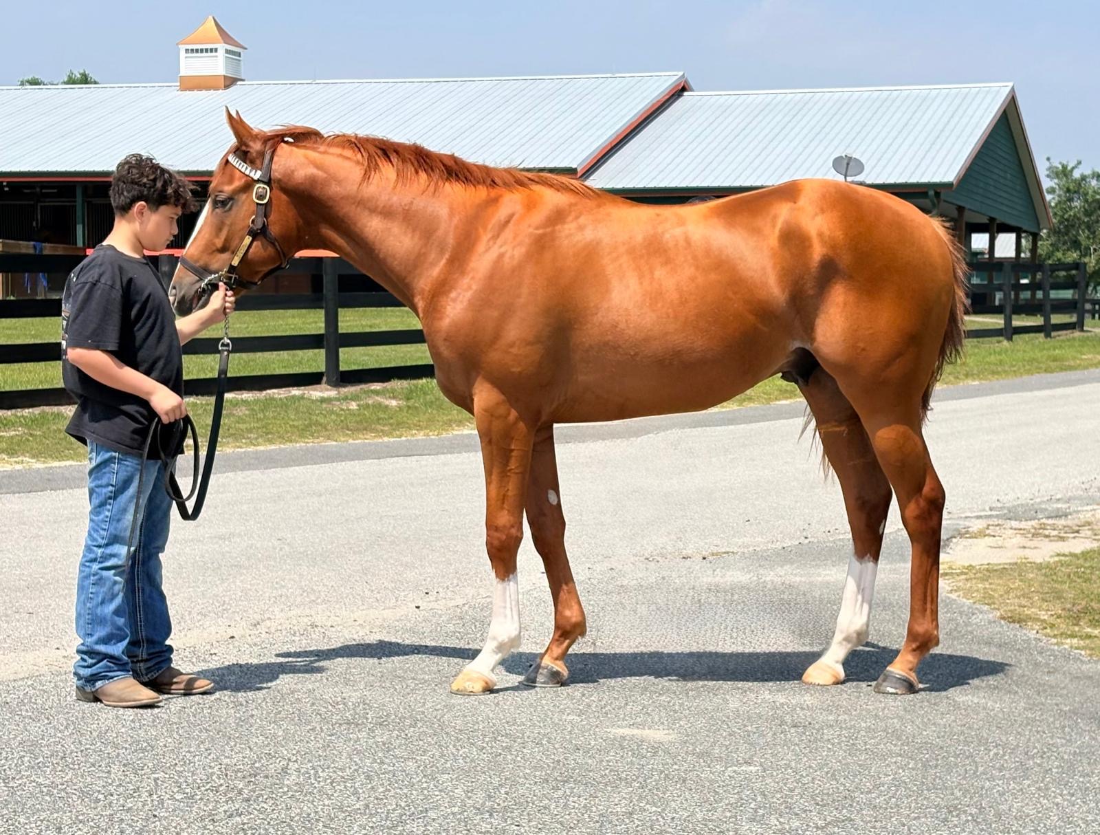 Young handler teaching a Thoroughbred to stand calmly