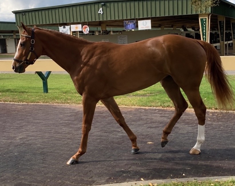 Will Take Roses — Empire Bloodstock sales graduate