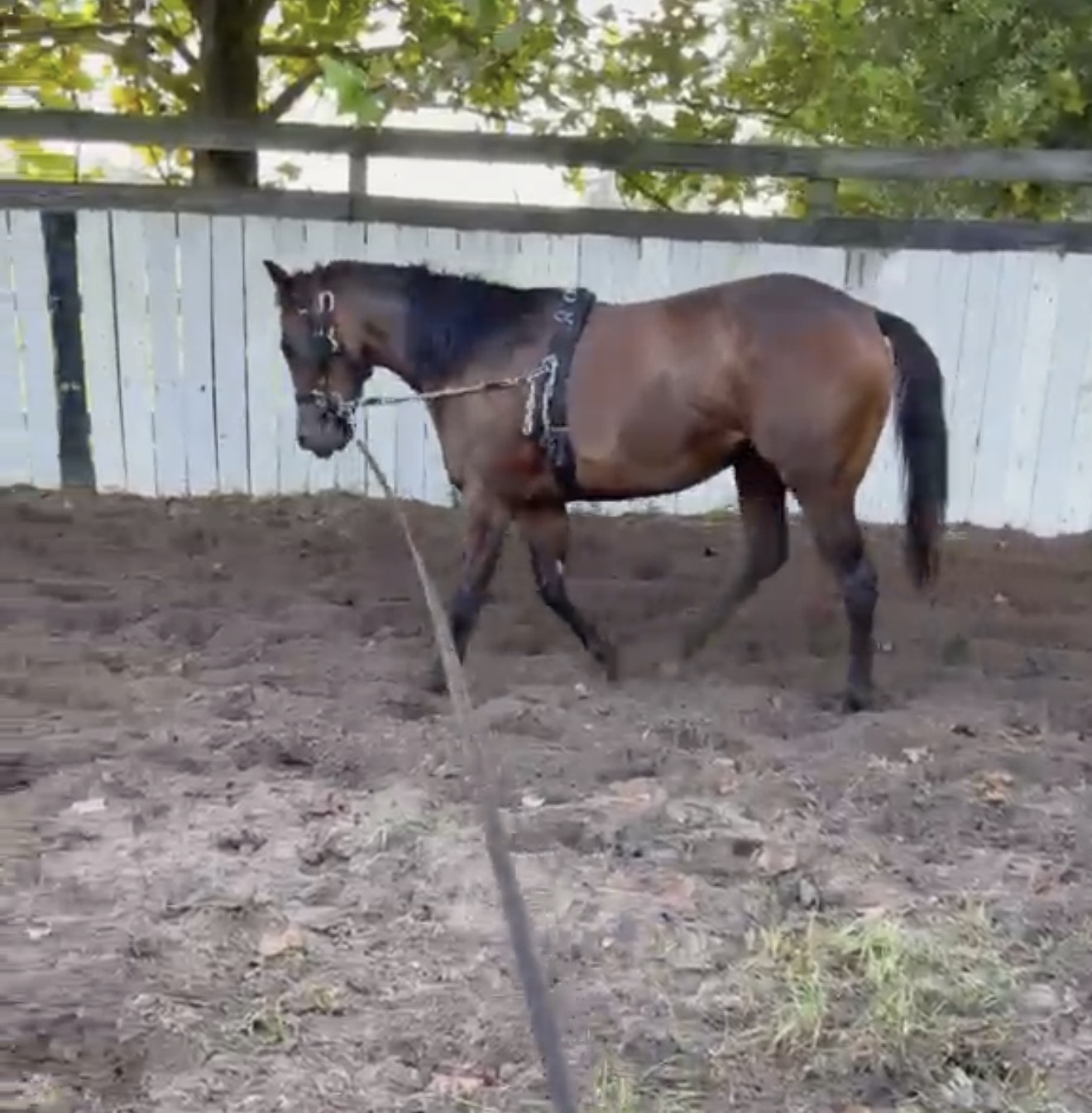 Yearling Development